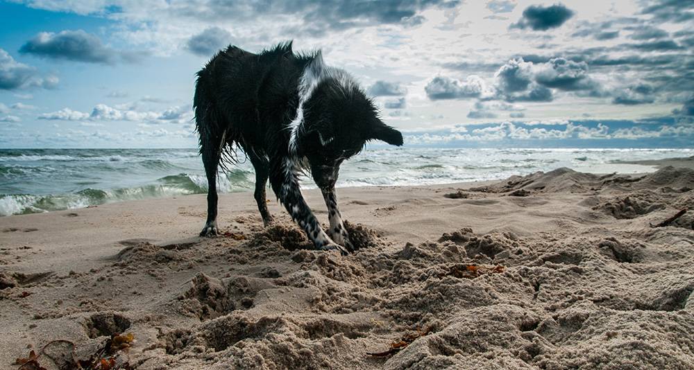 playa para perros granada