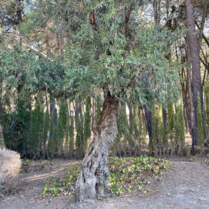 Olivo en el que enterraron a lorca